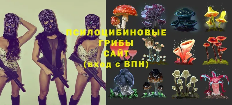 Псилоцибиновые грибы Psilocybine cubensis  Куртамыш 